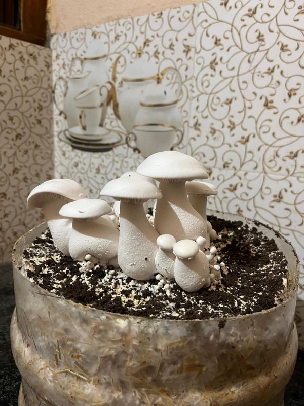 Organic Milky Mushrooms (Calocybe Indica)