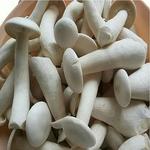A Grade Milky White Mushroom Fresh, Packaging Size : 25-50kg