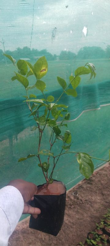 Pocket Jasmine Flowers Plant