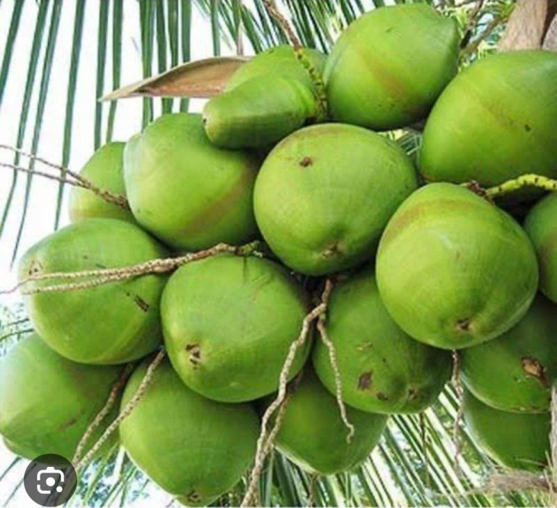 Green Tender Coconut