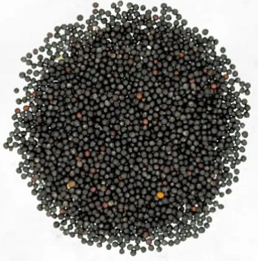 Brown Mustard Seeds