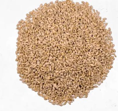 Durum  Wheat