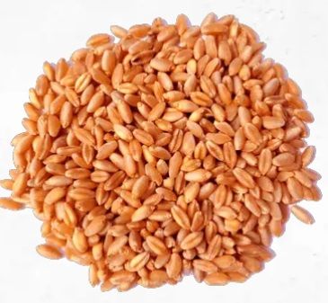 Wheat Seed