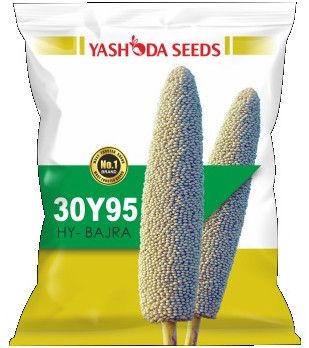 Best Hybrid Bajra Seeds 30Y95 for Roti Making, Fodder