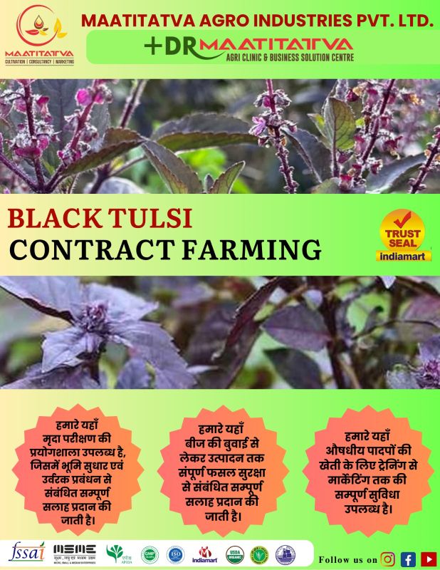 Black Tulsi Contract Farming