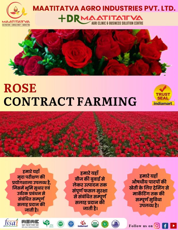 Rose Flower Contract Farming