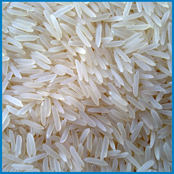 1121 white sella Rice