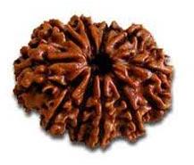 10 Mukhi Rudraksha