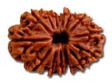 14 Mukhi Rudraksha