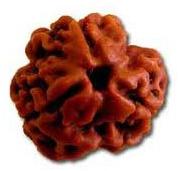 3 Mukhi Rudraksha