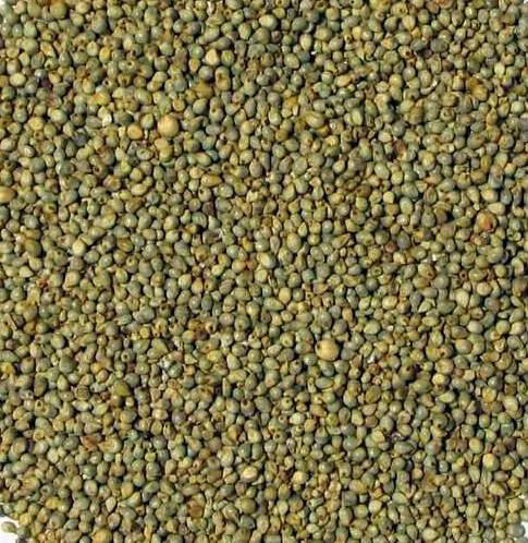 green millet