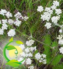 Caraway Oil