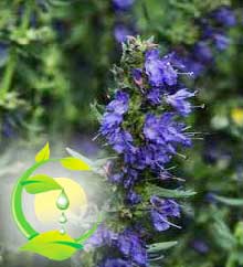 Hyssop Oil