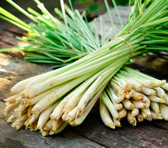 lemon grass oil