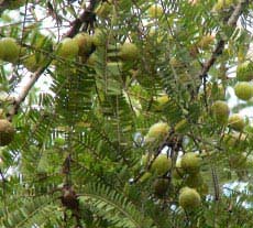 Pure Amla Oil