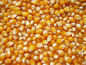 Maize M-888