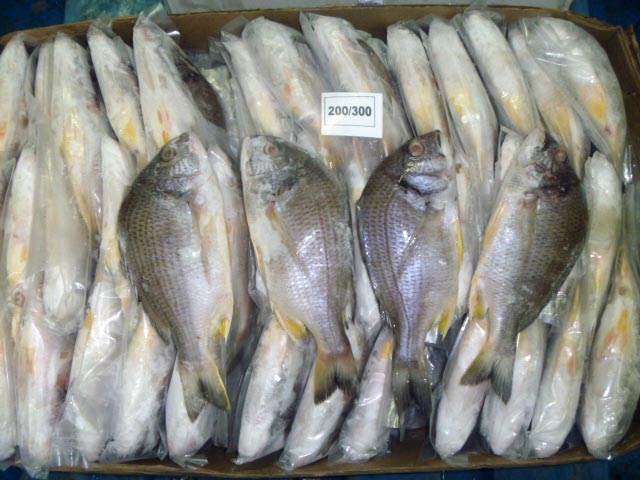 Black Sea Bream Fish, for Cooking, Certification : FSSAI