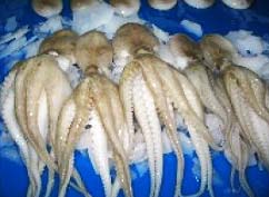 Frozen Octopus, for Cooking., Food, Human Consumption, Certification : FDA Certified