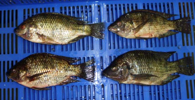 Tilapia Fish, for Cooking, Food, Human Consumption, Style : Fresh