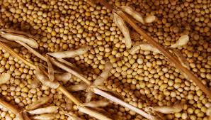 Non Gmo Organic Soybeans