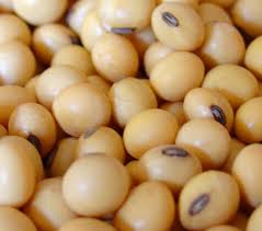 Organic Soybean Seed