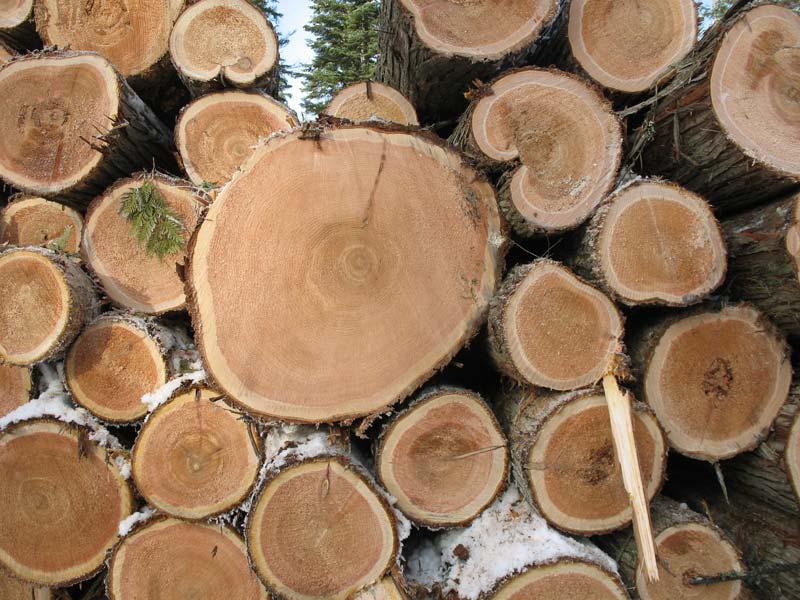 Cedar Wood Logs