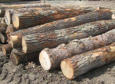 Elm Wood Logs