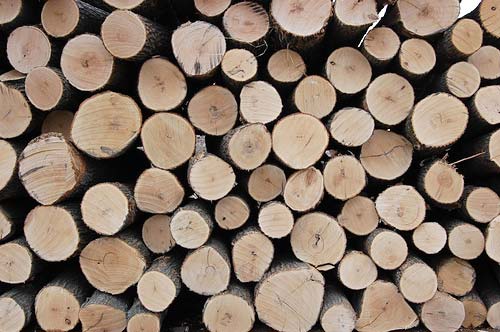 Red Oak Wood Logs