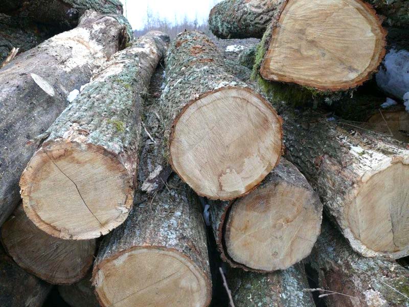 White Oak Wood Logs