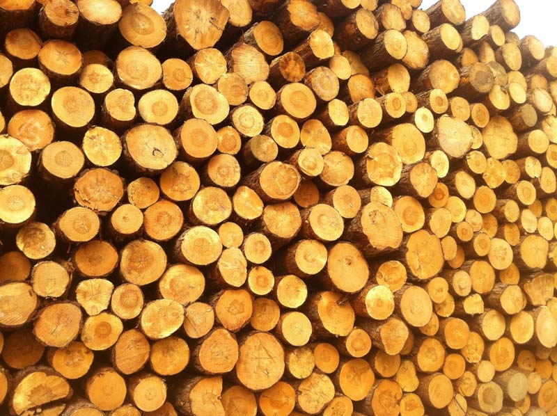 Yellow Pine Wood Logs
