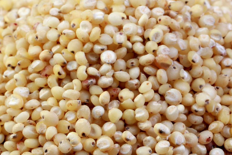 sorghum