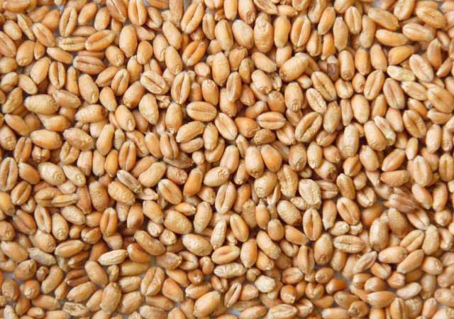 Organic wheat grain, for Bakery Products, Cookies, Cooking, Packaging Type : Jute Bag, PP Bag