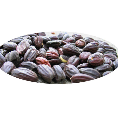 Dark Brown Jojoba Seeds, for Oil, Packaging Type : Plastic Bag
