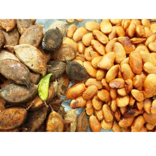 Pongamia Pinnata Seeds, Packaging Size : 5-40 Kg