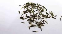 Stevia Seed