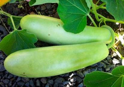 Fresh Bottle Gourd