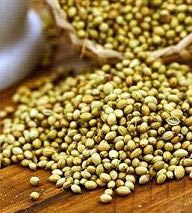 Coriander Seeds