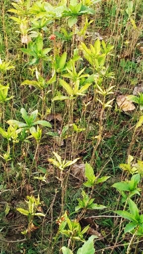 Rauwalfia Serpentina Cultivated