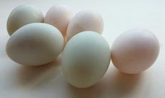 Duck Eggs