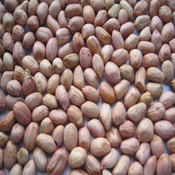 Peanut Kernels