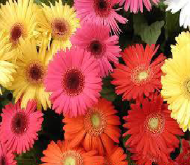 Gerbera Flower - Out and Out Exim, Hyderabad, Telangana