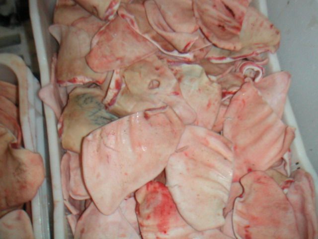 Frozen Pig Ear