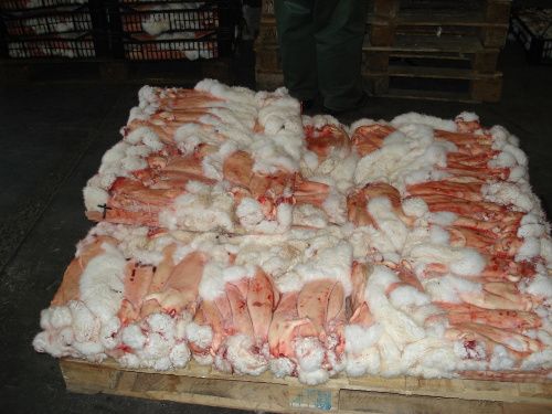 Frozen Raw Rabbit Skin