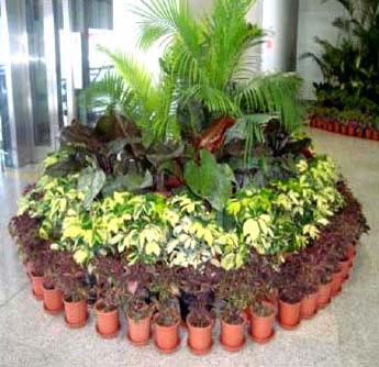 Indoor Plants Maintenance Services