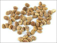 Charoli Seeds