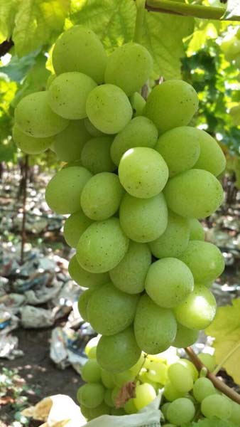 Thomson Seedless Grapes Indian