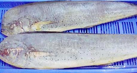 Frozen Mahi Mahi Fish