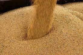soybean meal