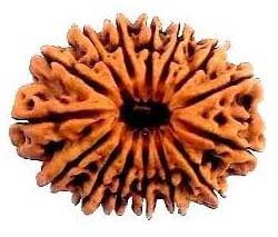 15 Mukhi Nepali Rudraksha Beads