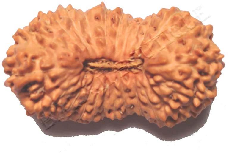 19 Mukhi Java Rudraksha Beads